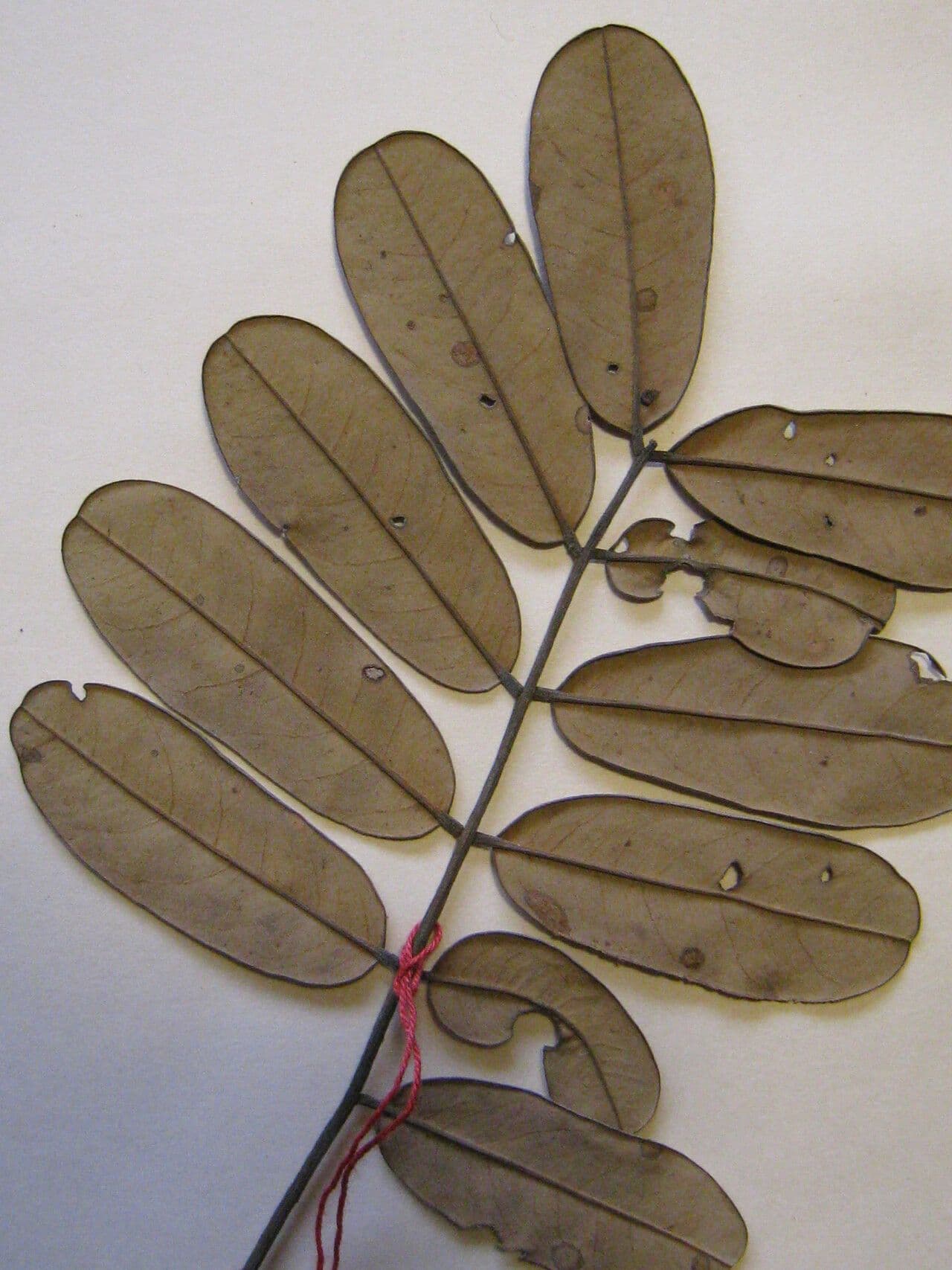 Hymenolobium 11