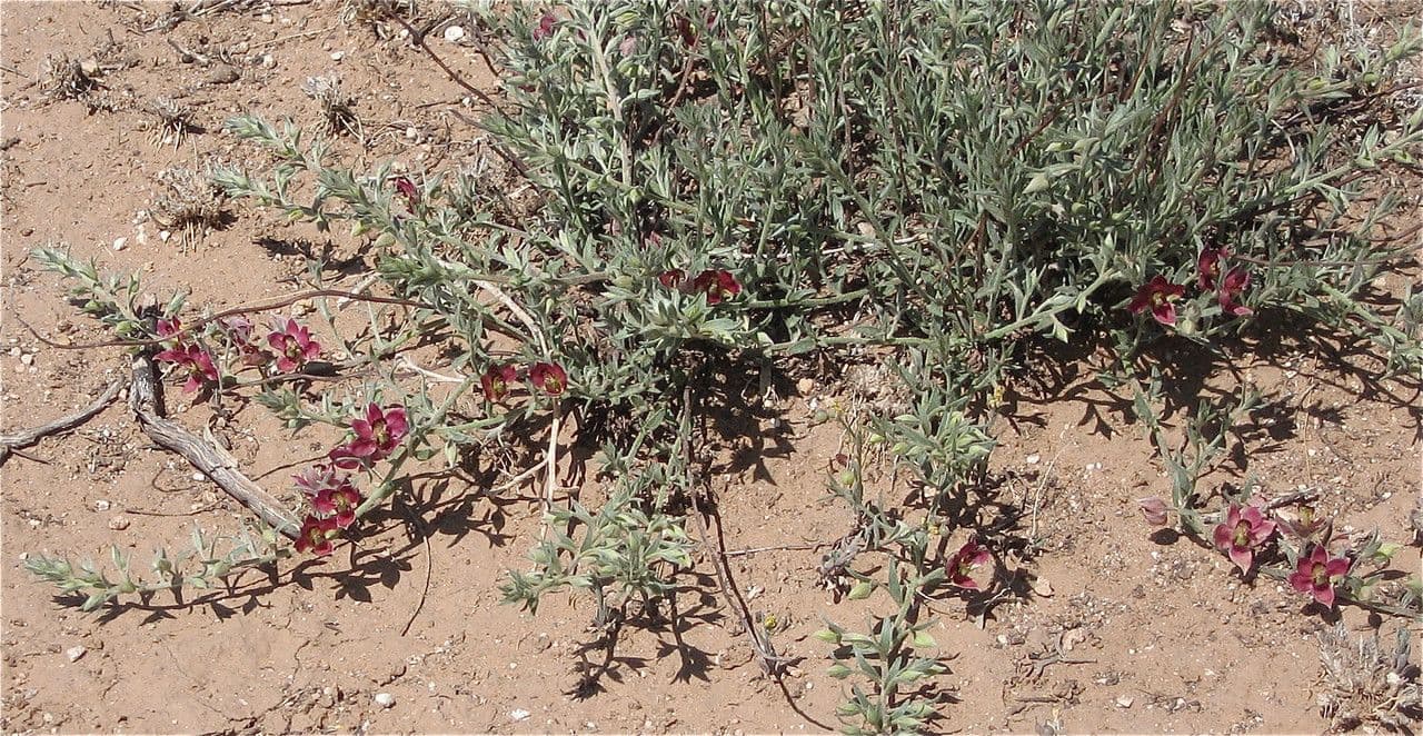 Krameria lanceolata 6