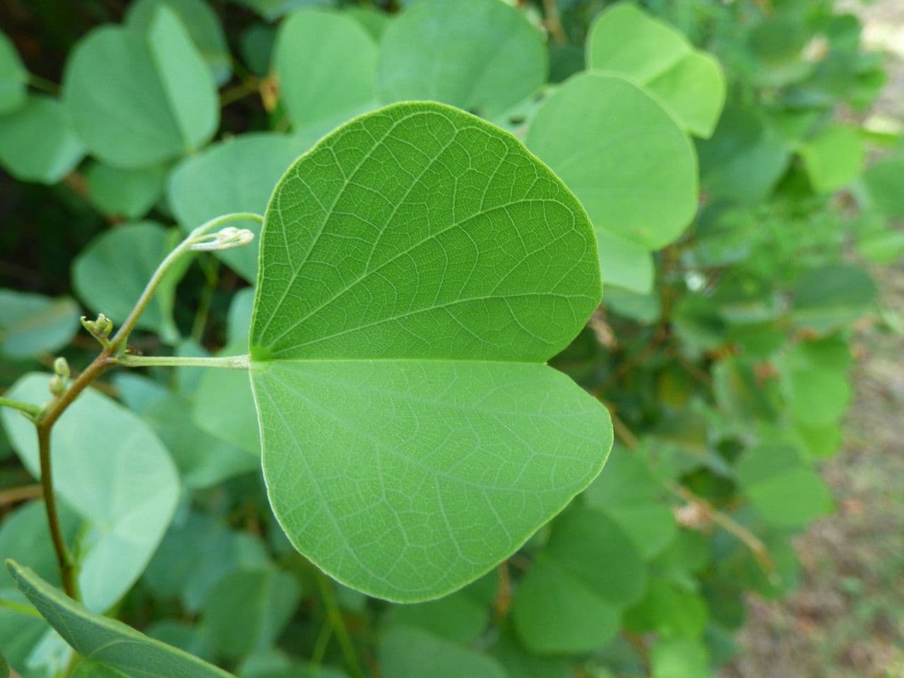 Bauhinia galpinii 19