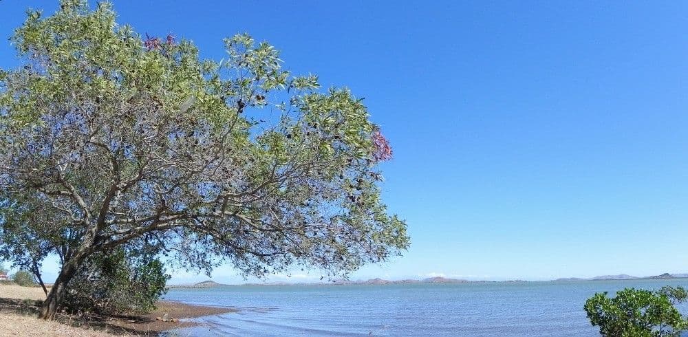 Acacia 12