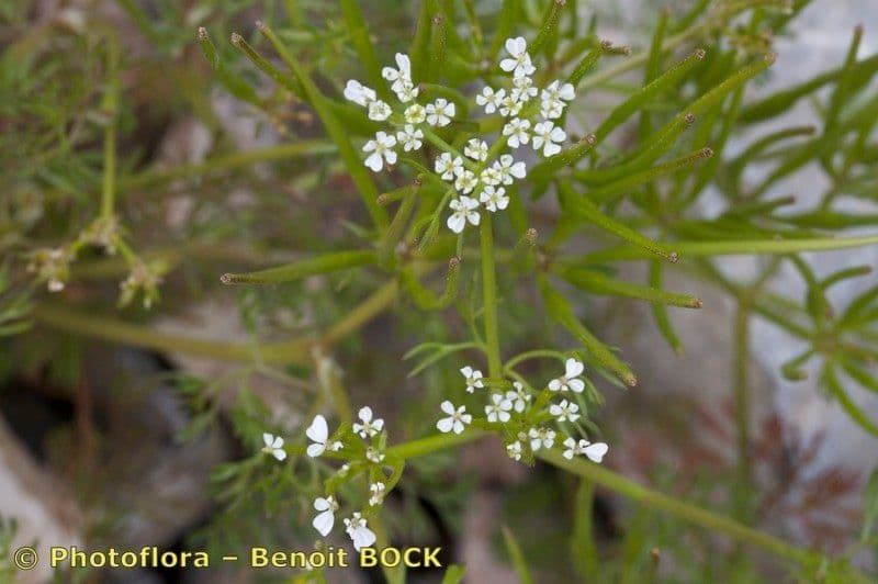 Scandice stellata 16