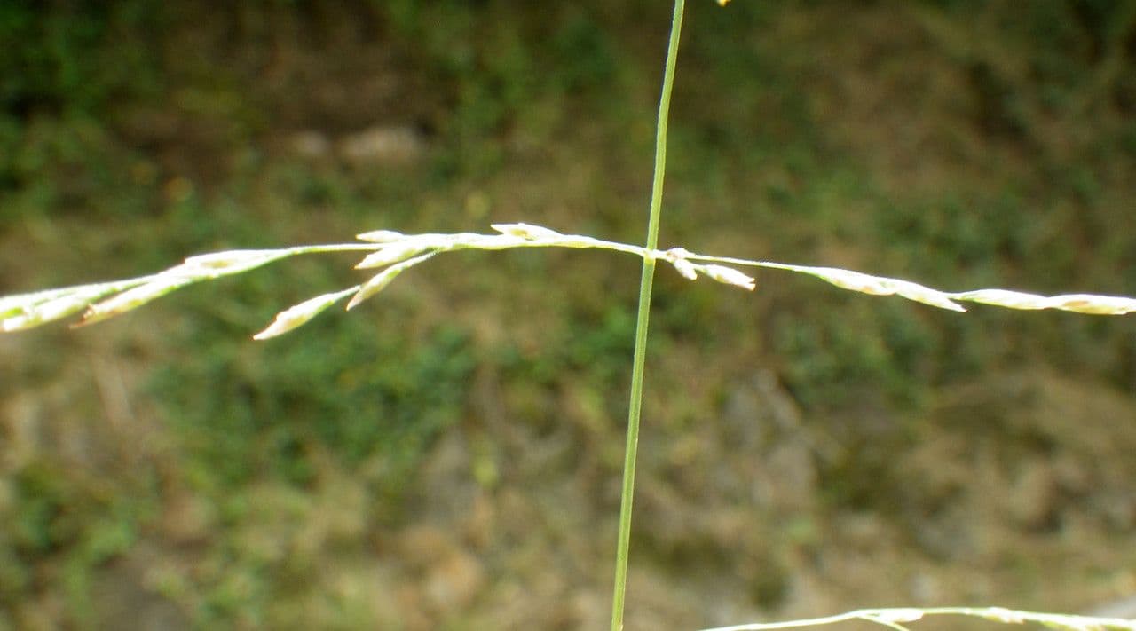 Gramigna delle saline 9