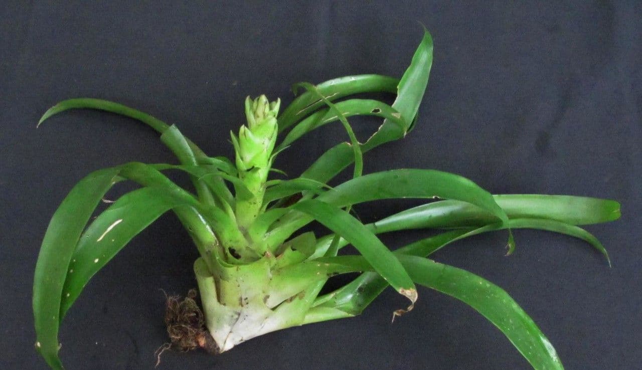 Vriesea eliconioide 19