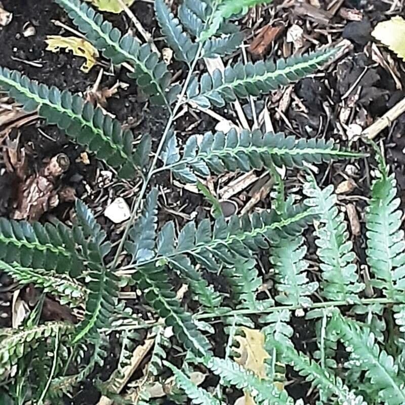 Ostindische Stechpalmenfarn 3