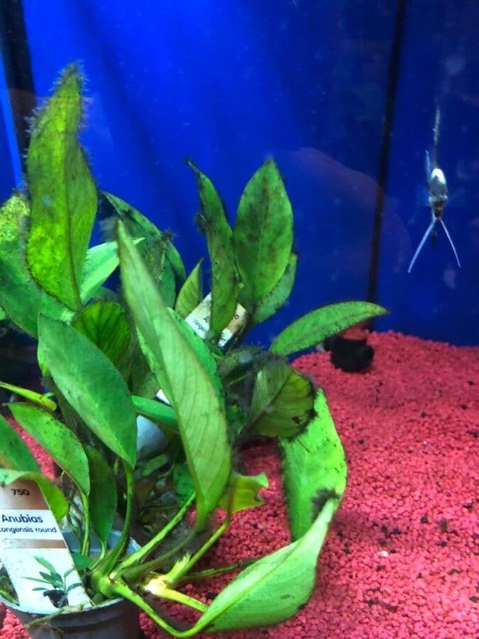 Anubias 2