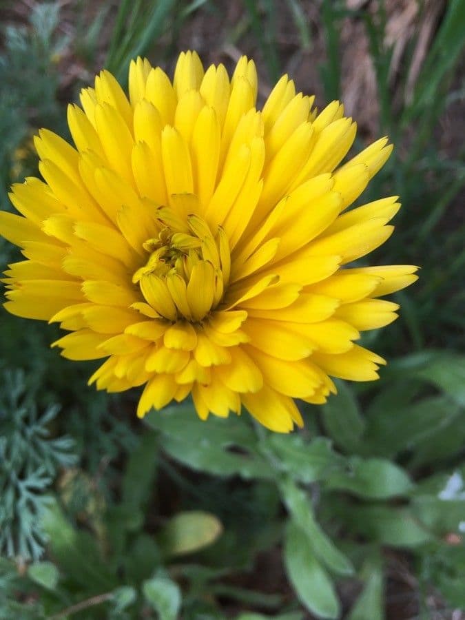 Acker-Ringelblume 8