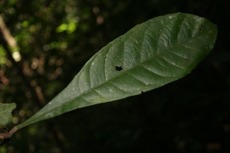 Gustavia hexapetala