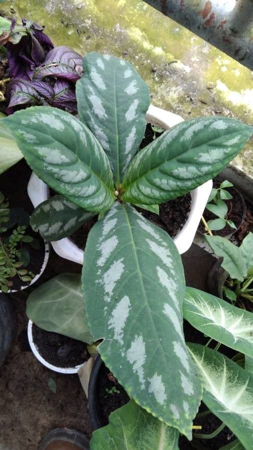 Pilea 2