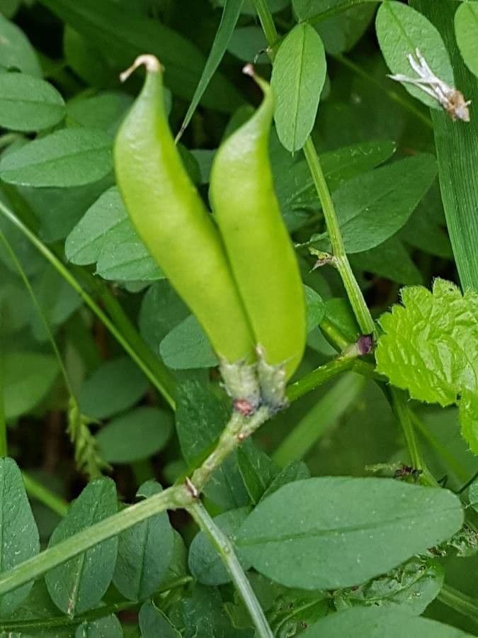 Frühlings-Platterbse