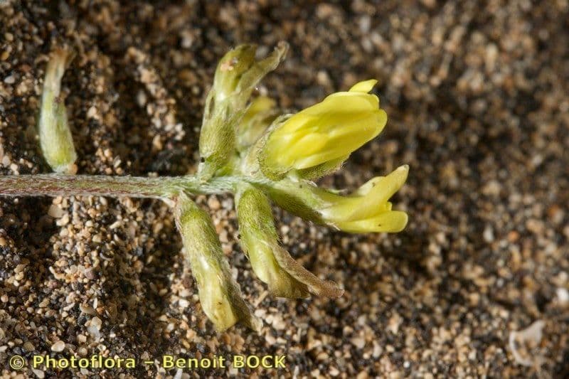 Astragalo 21