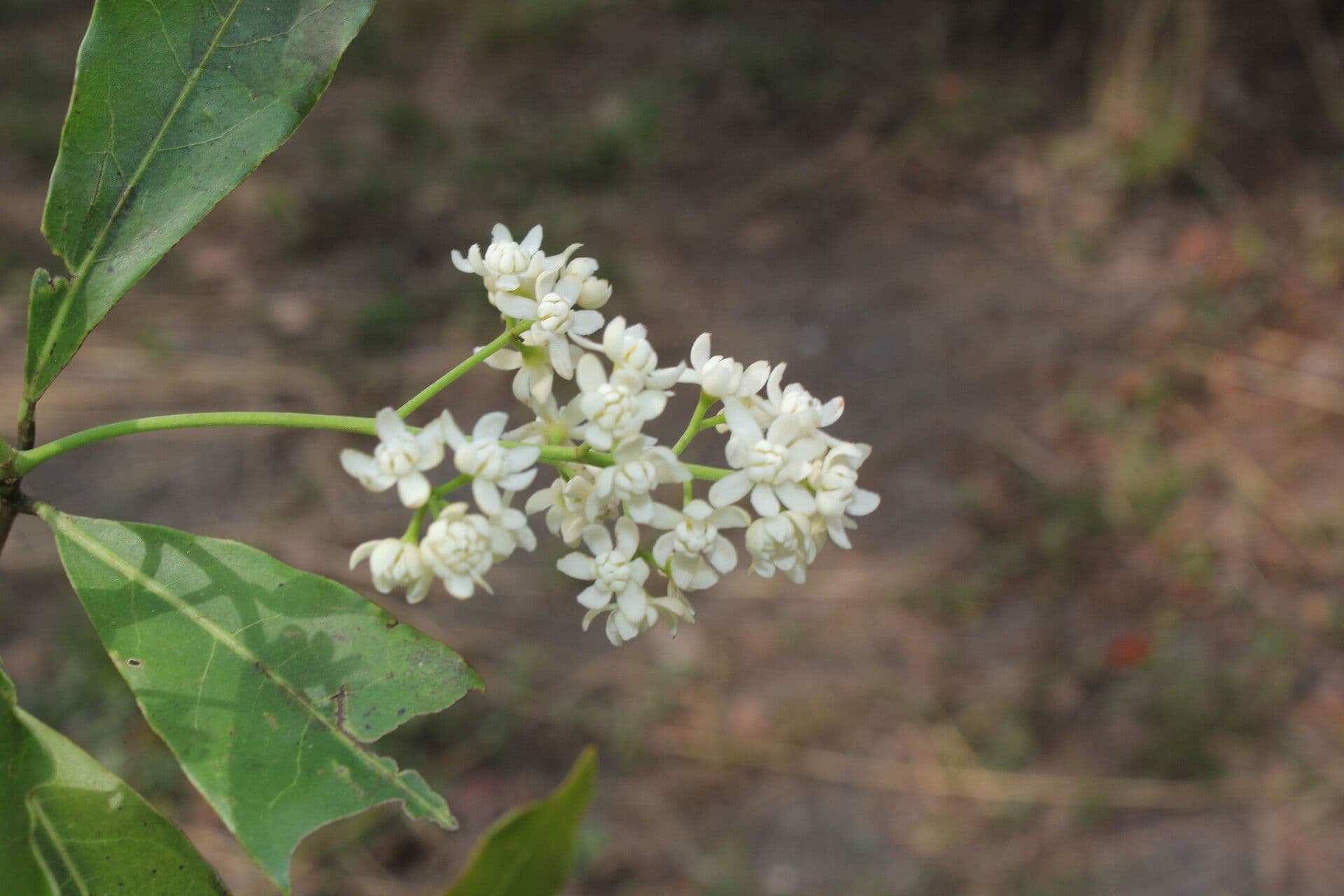 Veraguas-Mespilodaphne 7