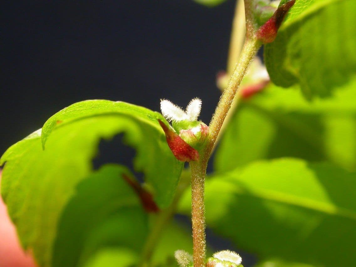 Zelkova 8