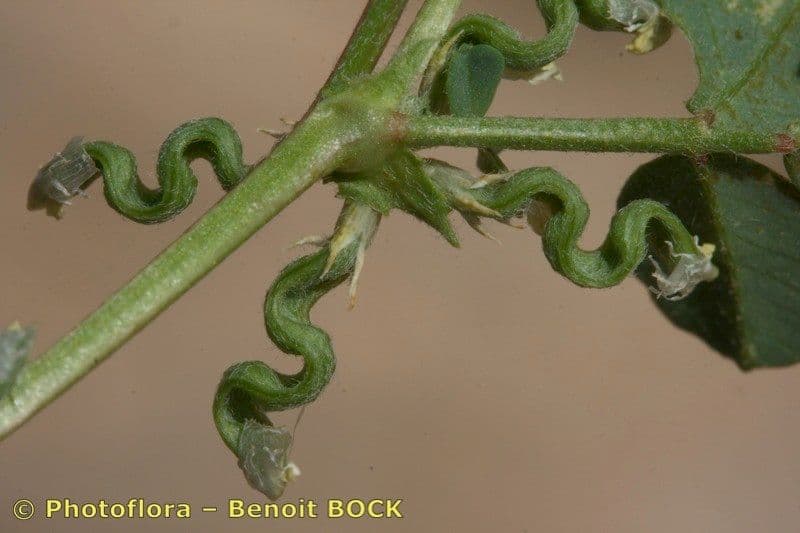 Bôb 9