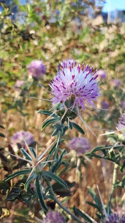 Fiordaliso iberico 3