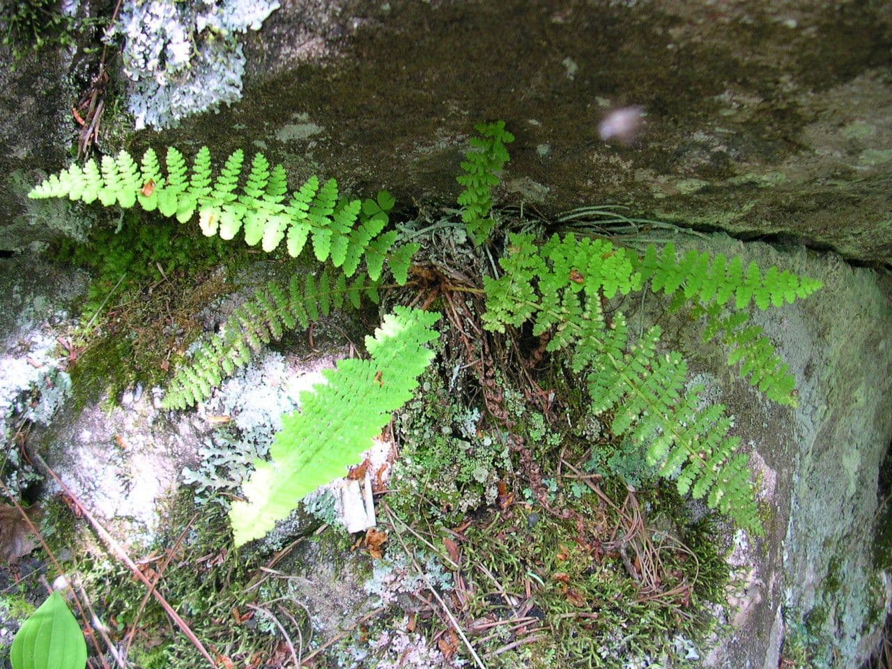 Dryopteris fragrante