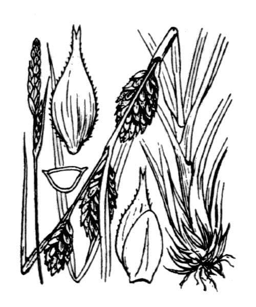 Osemenka 16