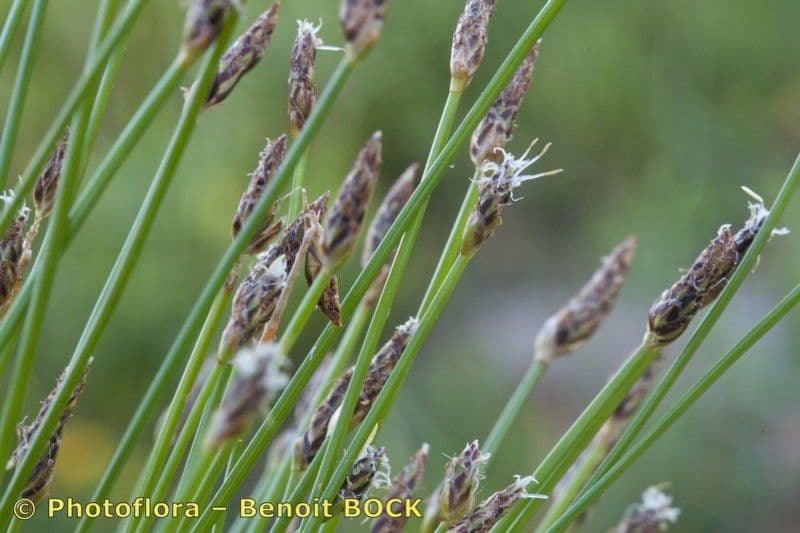 Sedge bonariensis 3