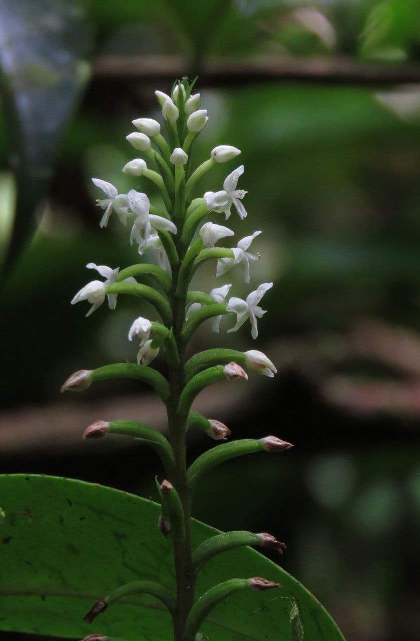 Orchidea elmo 2