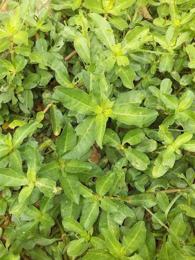 Erba alligatore 13