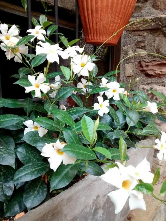 Chilenischer Jasmin 9