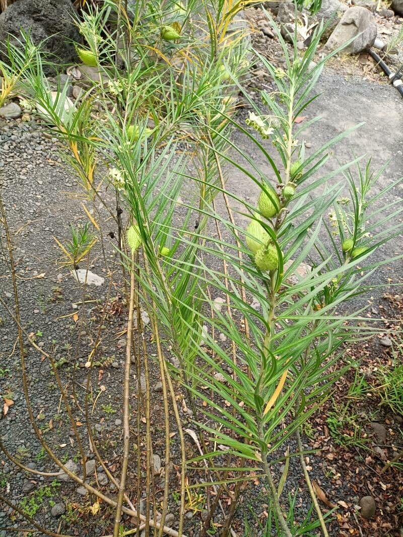 Gomphocarpus 17