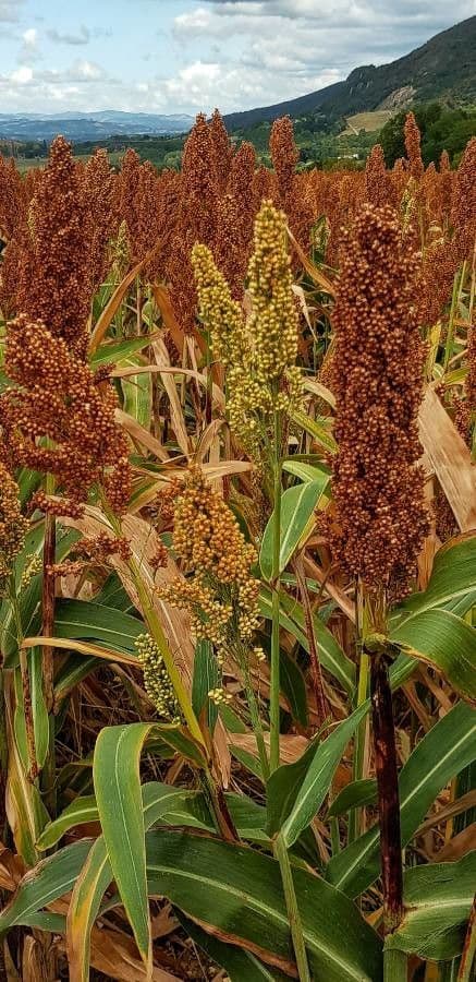 Sorgo 10