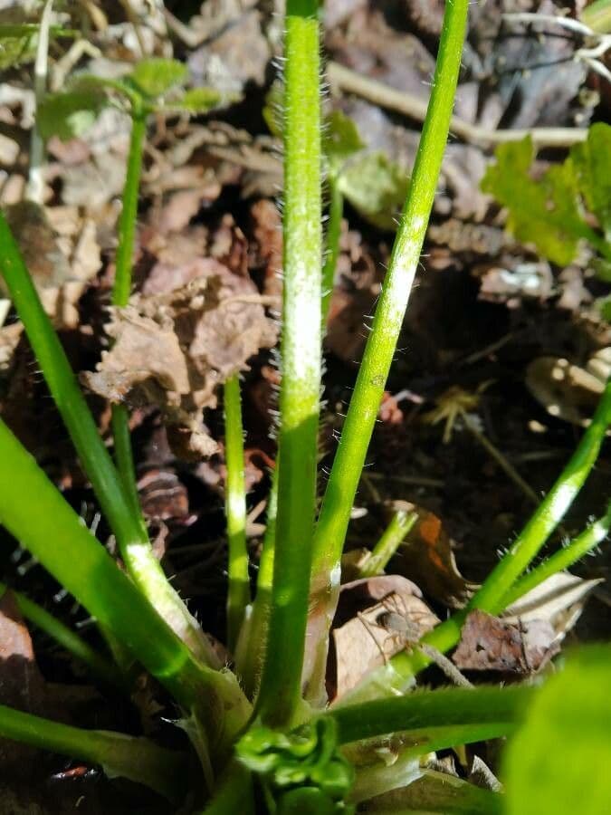 Ranunculus parviflorus 21