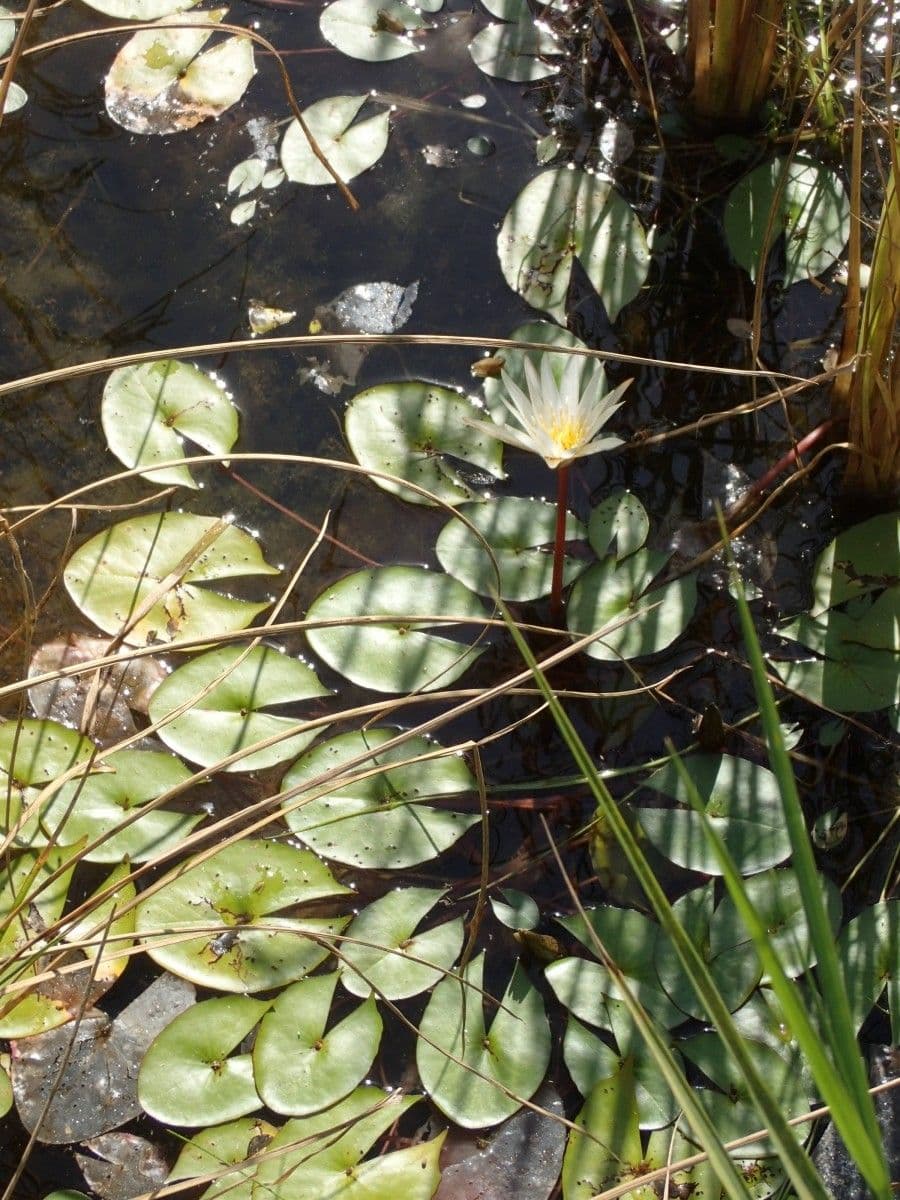 Leukanté 6