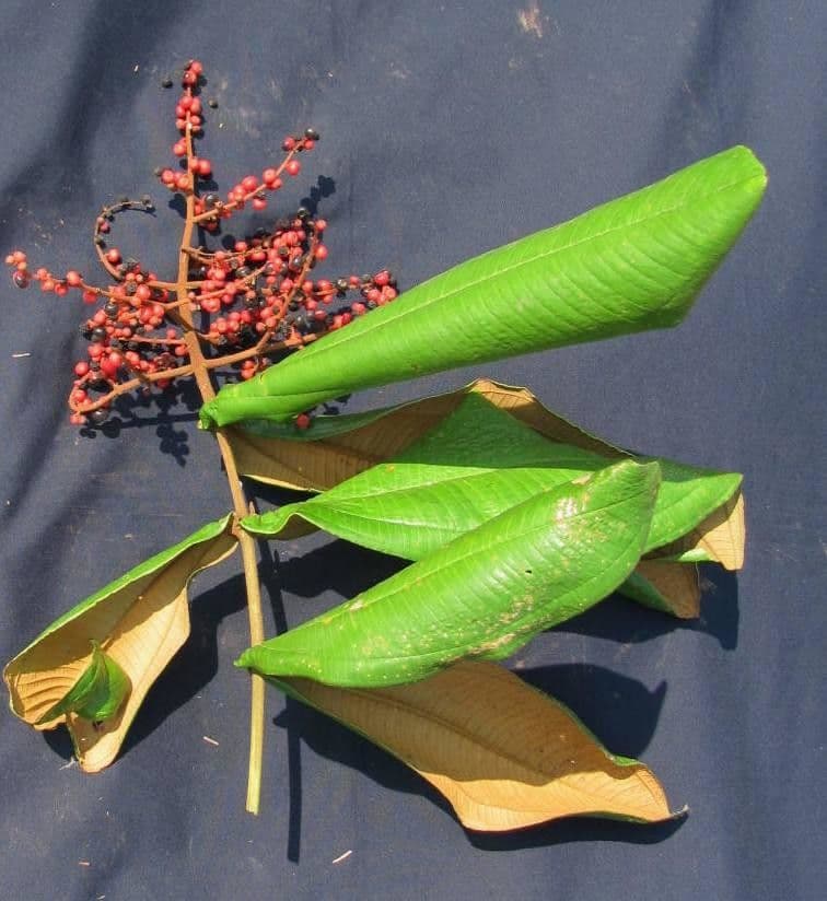 Miconia 19