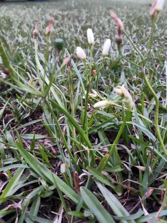 Nothoscordum bivalve 18