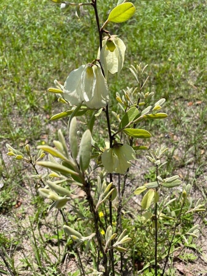 Pawpaw 6