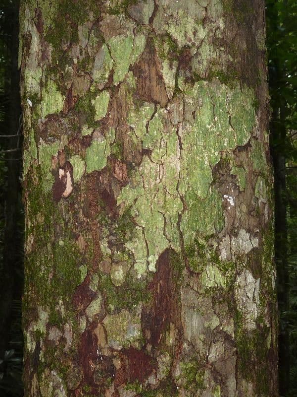 Pouteria venosa 2