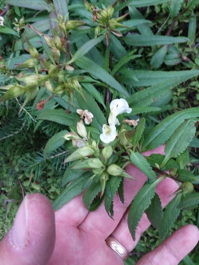 Pediculare a grappoli 14