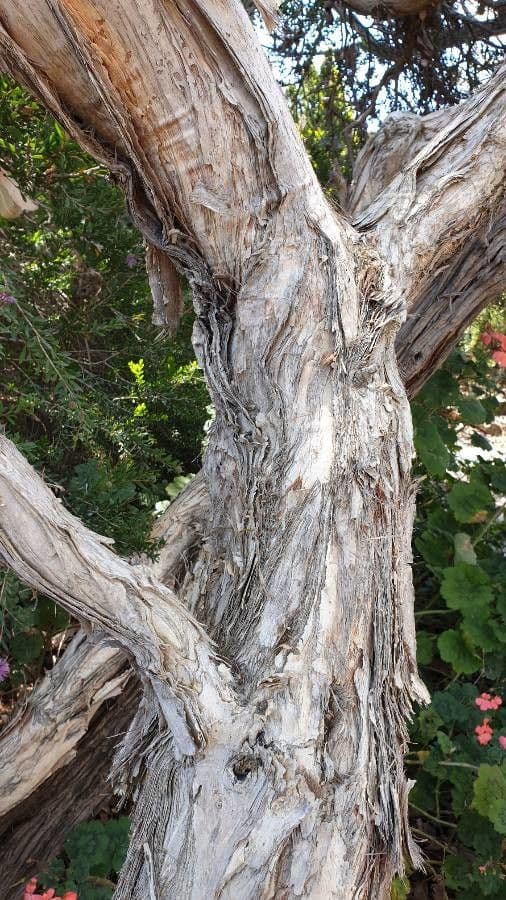 Melaleuca 22
