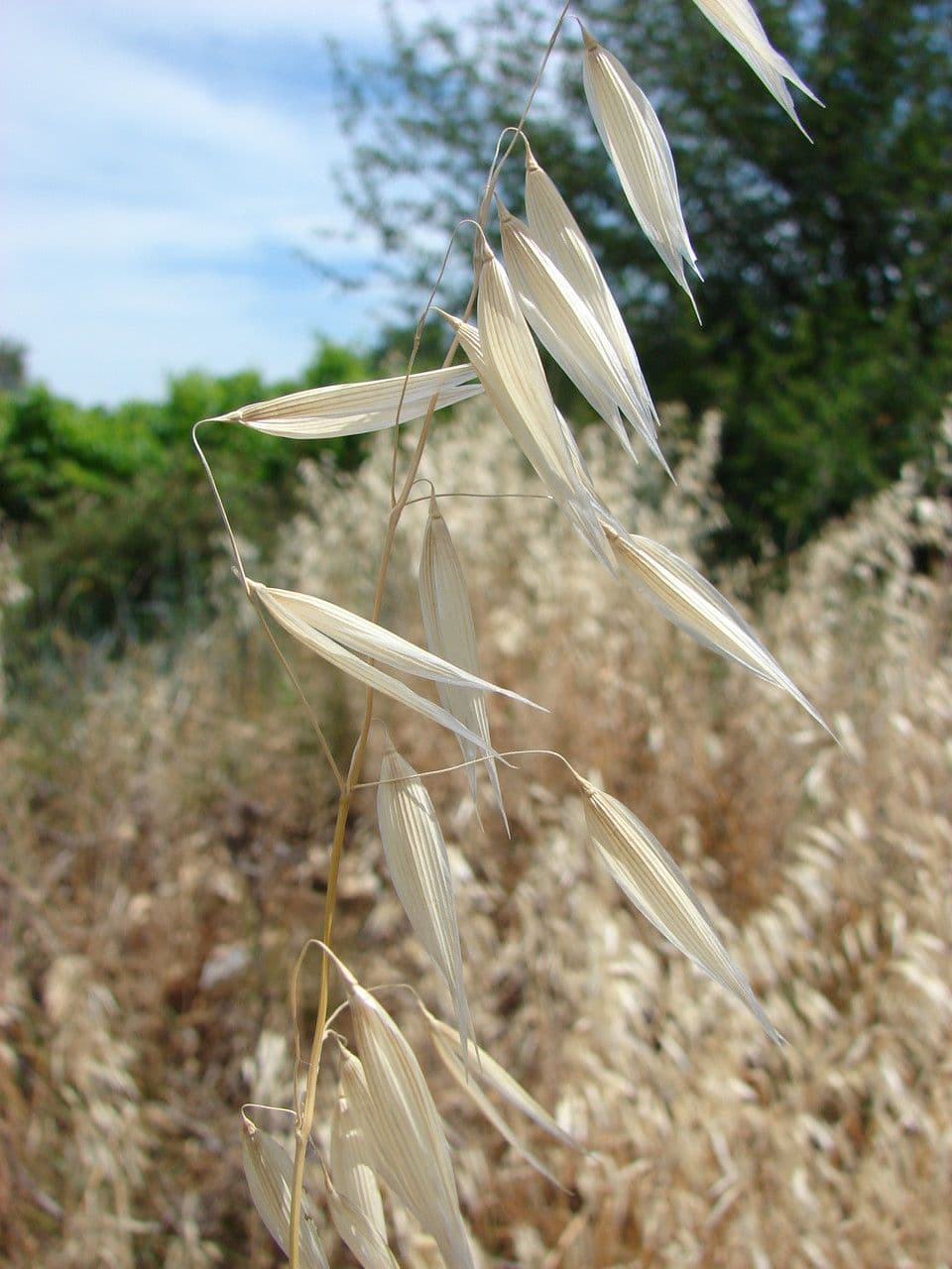 Avena maggiore 5