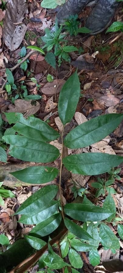 Xylopia 8