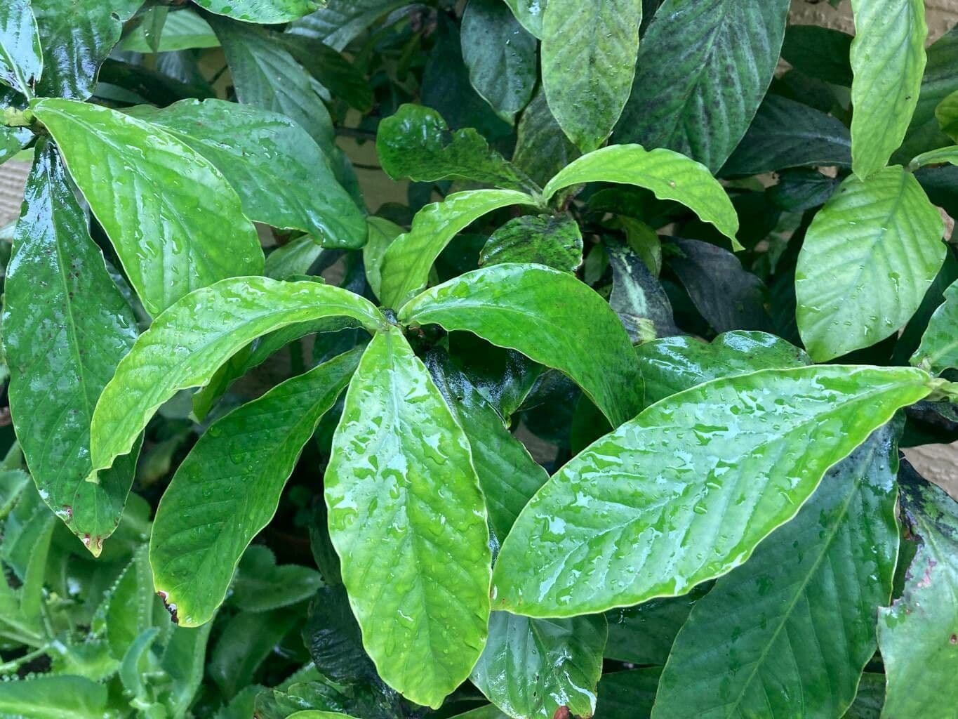 Psychotria 5