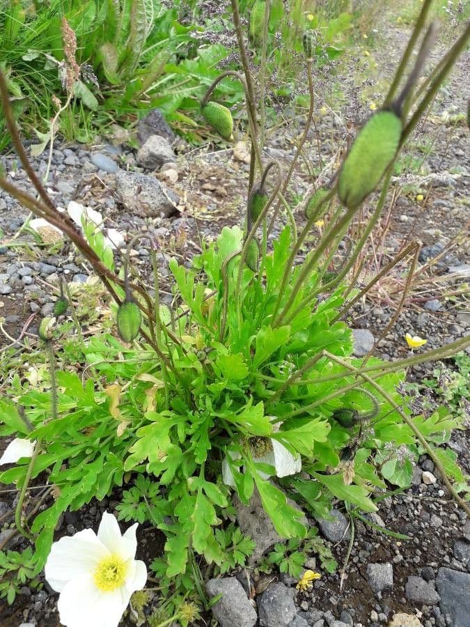 Arktischer Mohn 22