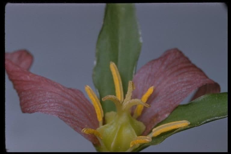 Trillium ovato 24