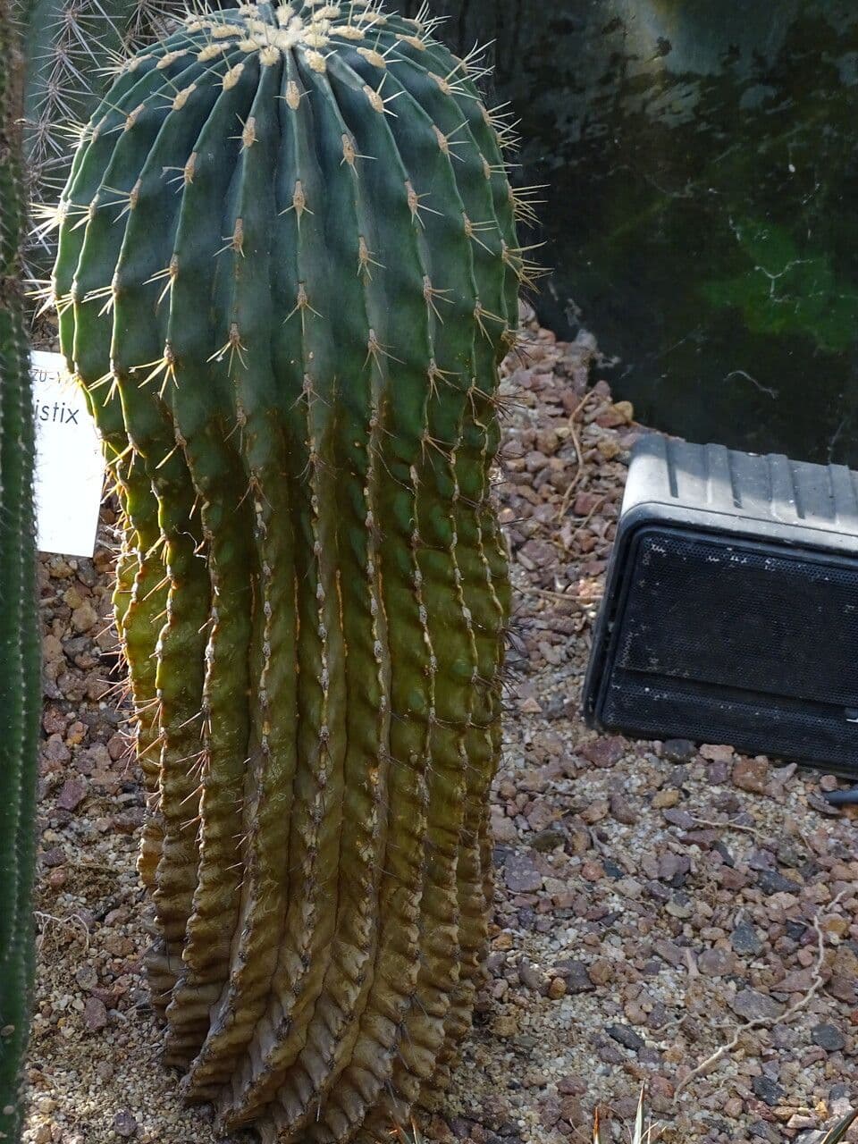 Ferocactus histrix 5