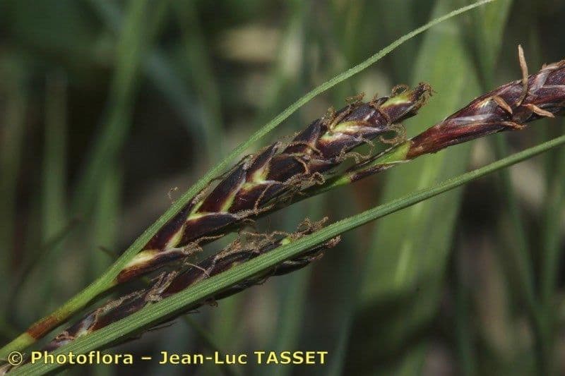 Fransensegge 6