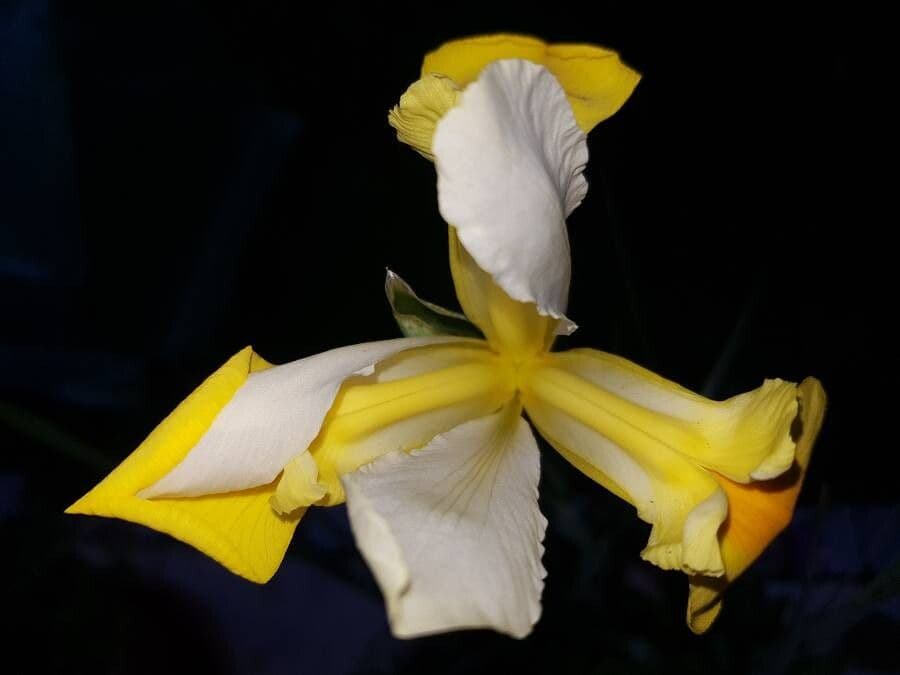 Giaggiolo orientale 4