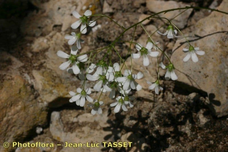 Sassifraga a cucchiaio 5