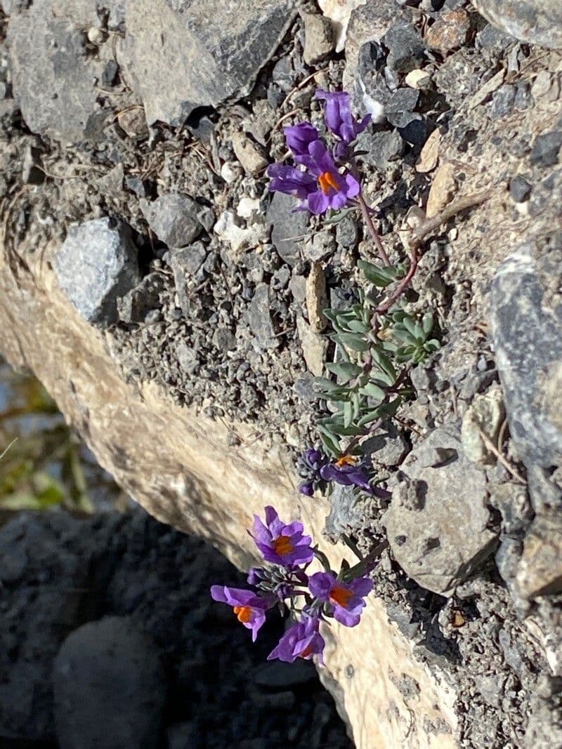 Linaria alpina 24