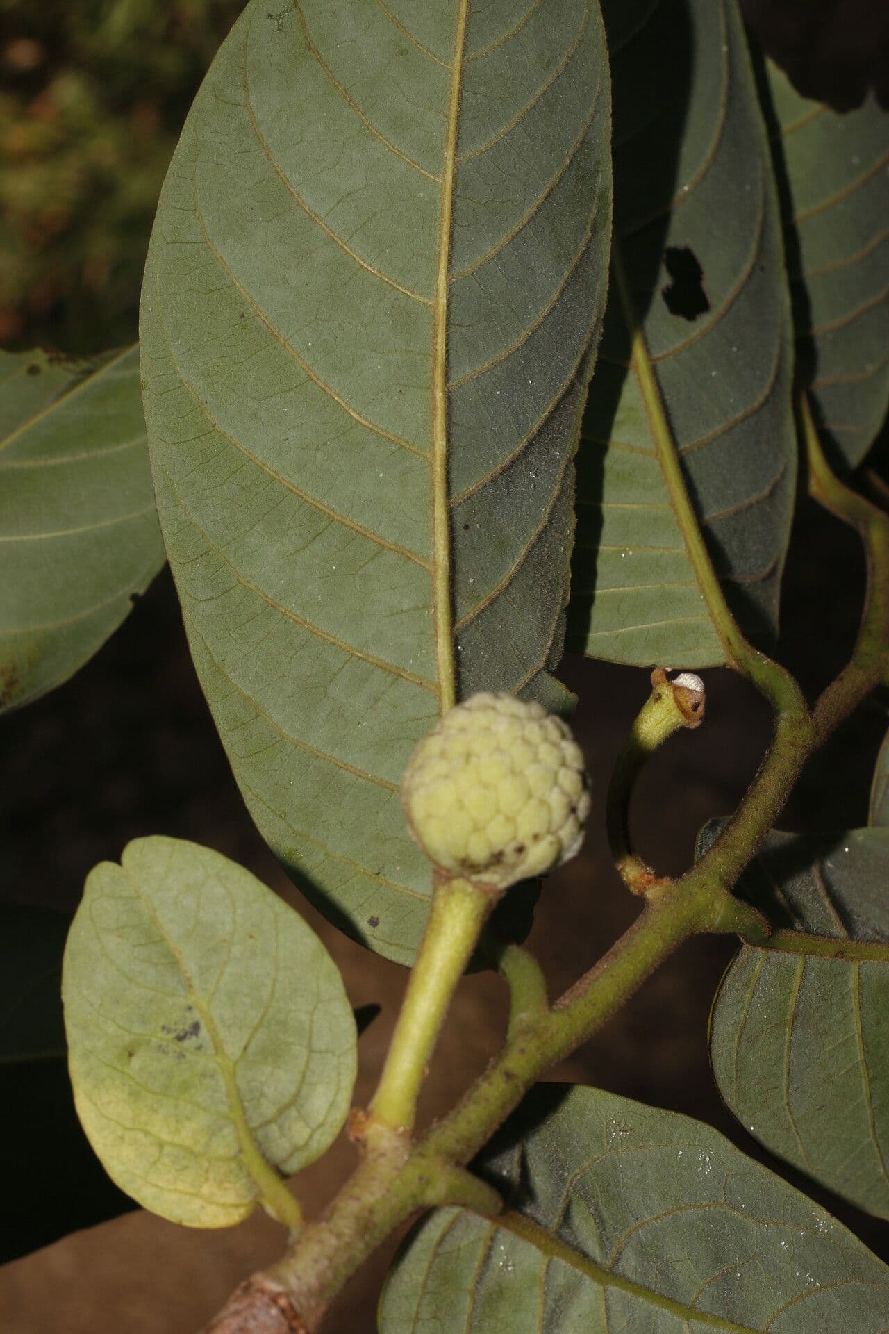 Annona