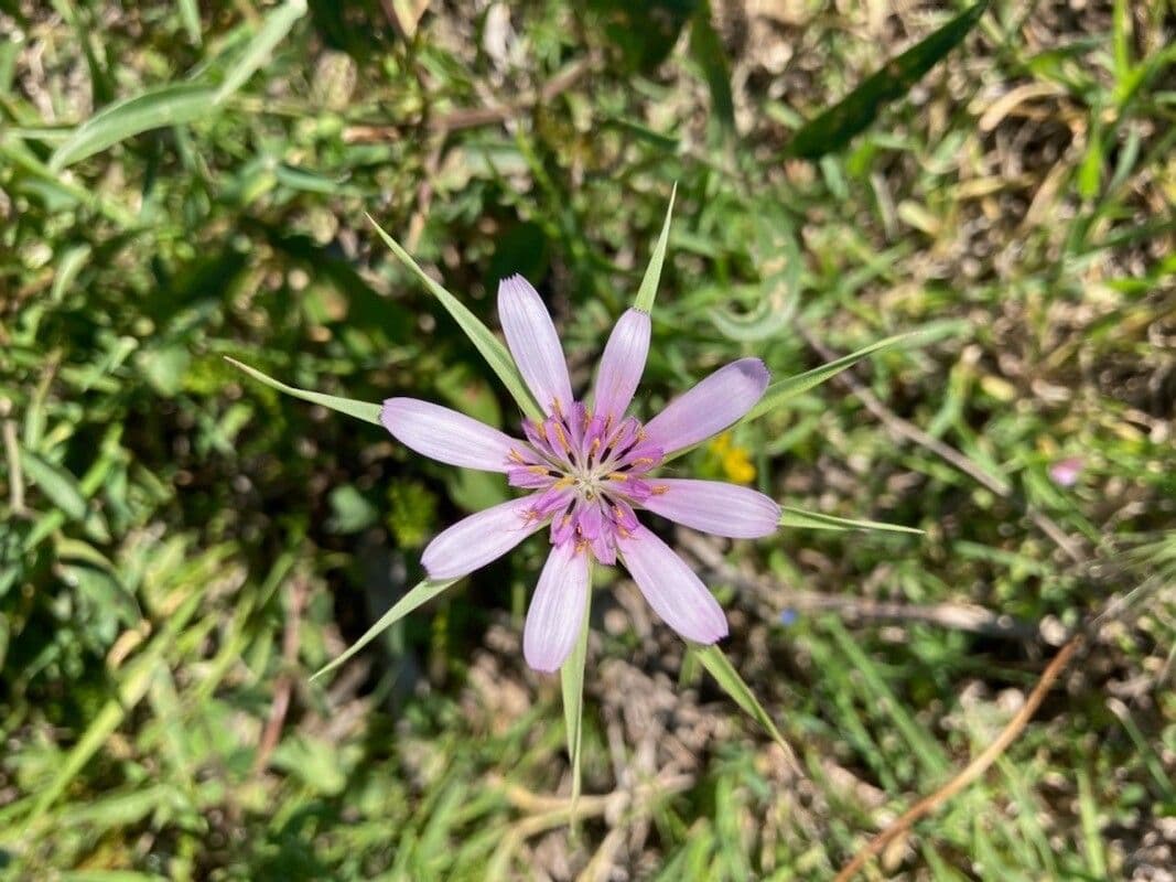 Geropogon hybridus 8