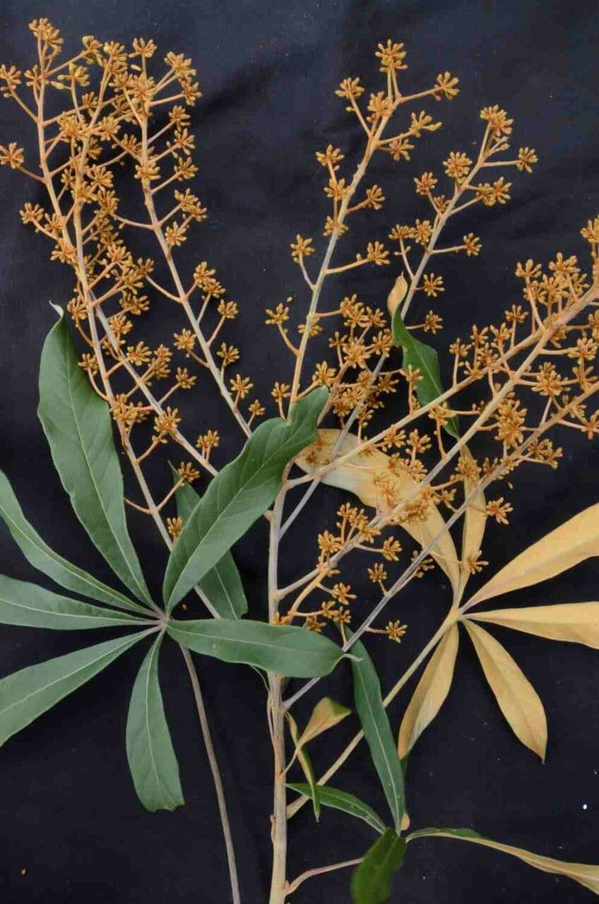 Schefflera 4