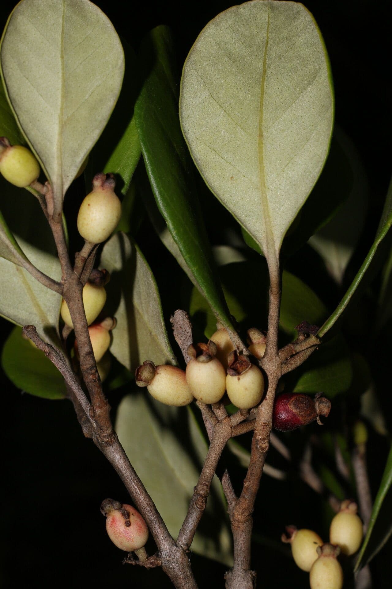 Eugenia 2