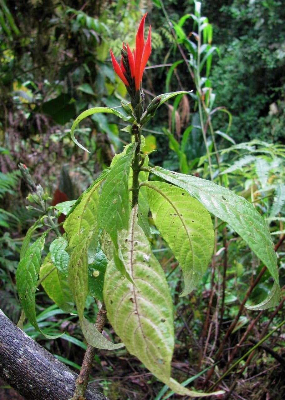 Aphelandra 8