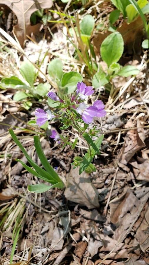 Collinsia viola
